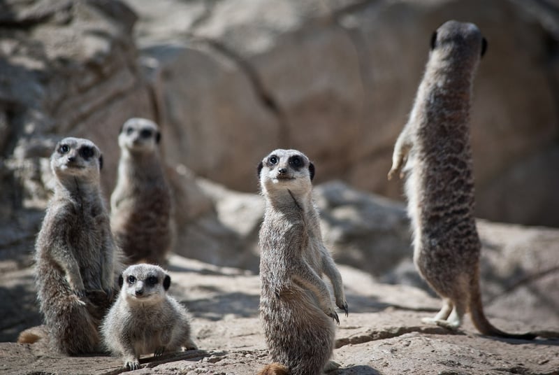 Curious Legends